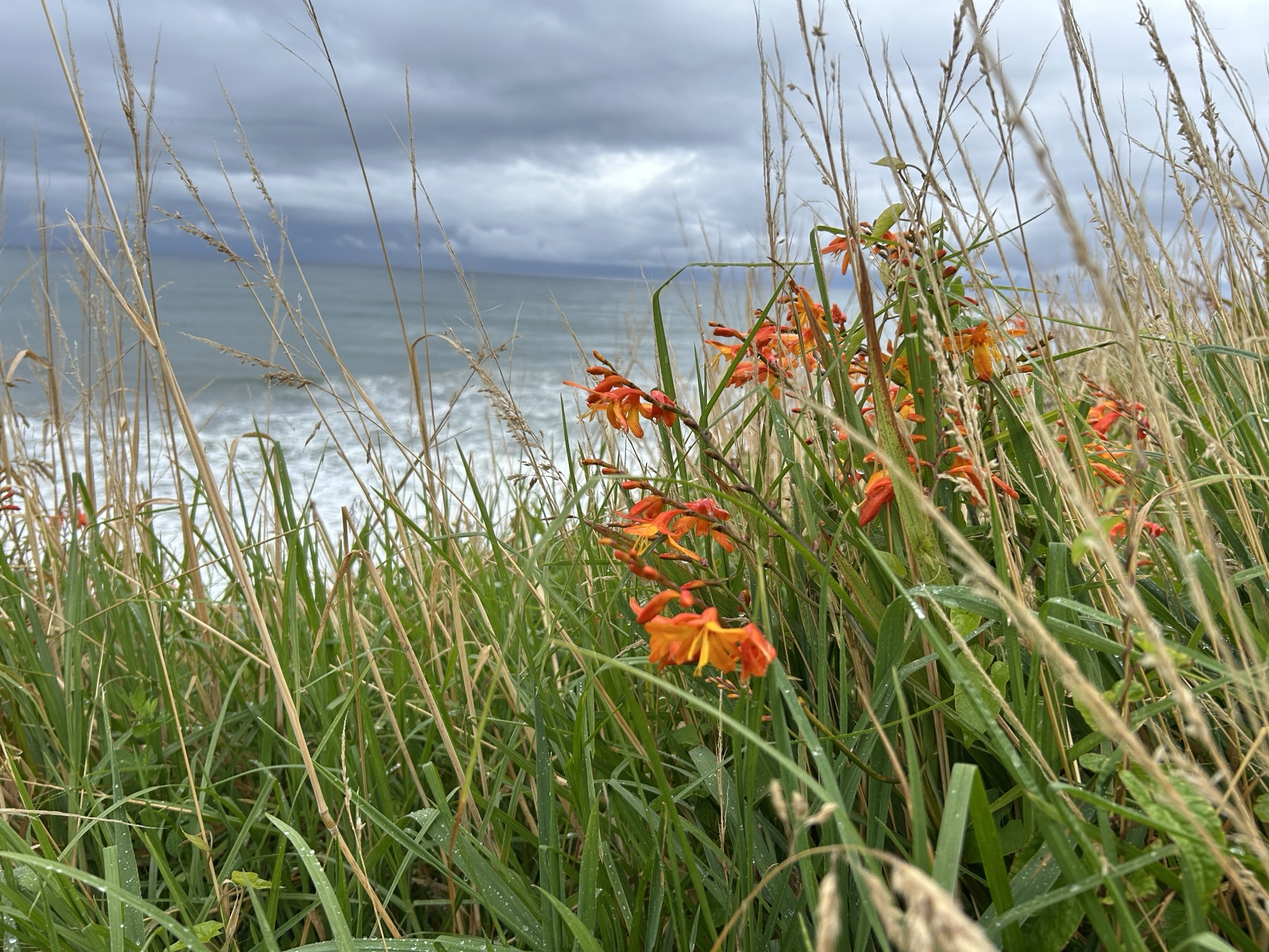 11 Nelson & Westport